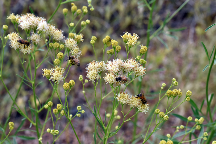 Loomis' Thimblehead flowers attract many insects including native bees as shown in the photo and also butterflies as soon the photo below. With their brightly colored flowers plants may be visited by butterflies, moths and other insects in search of food. Hymenothrix loomisii